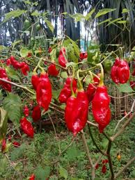 Check spelling or type a new query. Growing Hot Peppers Thriftyfun