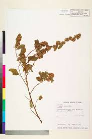 Image result for Triumfetta tomentosa