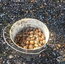 Once you see acorns start to fall from the tree, get out and find them before the squirrels do. How To Dry Acorns For Crafts Rustic Crafts Chic Decor