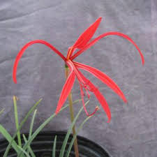 Image result for Sprekelia