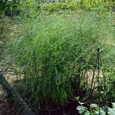 Image result for Asparagus laricinus