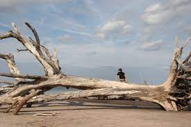 Rarely do you get the beach to yourself. Boneyard Beach Florida State Parks