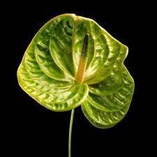 Anthurium Green Jpg Arbustos Botanica Folhagem
