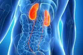 Living Donor Kidney Transplant Ldkt Transplant Cellular Therapy Gleneagles Hospital Singapore