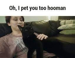 Pin On Funny Cats