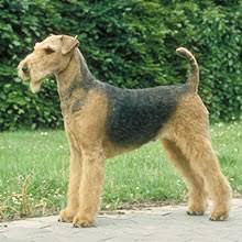 Lakeland terrier puppies for sale lakeland terrier dogs for adoption lakeland terrier breeders. Puppyfind Lakeland Terrier Puppies For Sale
