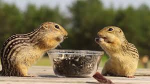 The light stripes are yellowish to white, and the dark ones are blackish to reddish brown, broken by a series of light spots. A Few Relaxing Minutes With Thirteen Lined Ground Squirrels Youtube