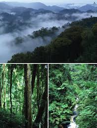 Image result for Hedythyrsus thamnoideus