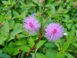 Semoga semua artikel yang kita sampaikan berguna untuk. Privileged Benefits Of Mimosa Pudica Plants Ina Eng Steemit