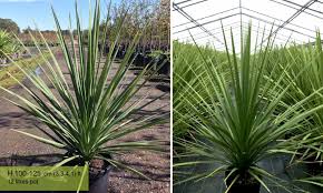Check spelling or type a new query. Cordyline Australis New Zealand Cabbage Tree Garden Plants Online