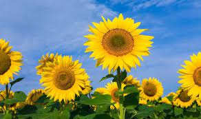 Since they grow easily from seed, they are often how to grow sunflower plants. How To Plant Sunflower Seeds How Deep To Plant Them And Key Timings Explained Express Co Uk