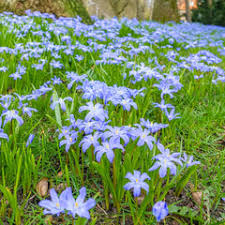 Image result for Loxodera bovonei