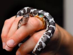 8 Small Easy To Care For Pet Snakes For Beginners Pethelpful