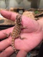 (11 days ago) your bearded dragon thrives when humidity is between 20% and 30%. Petsmart Dragons Bearded Dragon Org