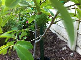 Very sweet fruity flavor, makes an excellent dessert fruit. Cherimoya Tree Fruit One Of The Most Amazing Tasting Fruits Pits Are Poisonous So Avoid Planting Nea Fruit Trees Garden And Yard Beautiful Images Nature