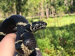 Eastern Kingsnake Non Venomous Lizard Snake