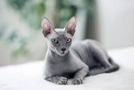 ‪Love Cats, Not Fur? These 8 Hairless Breeds Are for You‬‏