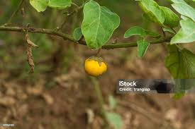 Image result for Solanum macrocarpon