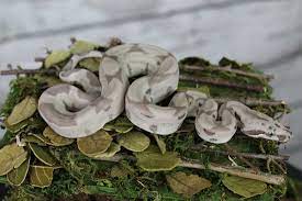 Pin On Snek