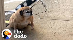 We did not find results for: Obese Rescue Dog Can T Stop Smiling When She Loses Half Her Weight The Dodo Faith Restored Youtube