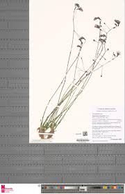 Image result for Pilea sublucens