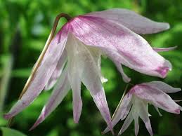 Maybe you would like to learn more about one of these? Alpina Pink Flamingo Clematis Pink Flamingos Rare Flowers