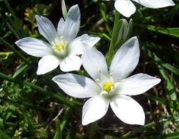 Image result for Liliaceae