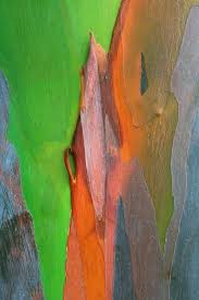 The World S Most Beautiful Bark Or Trees Worth A Closer Look With Images Rainbow Eucalyptus Beautiful Tree Rainbow Eucalyptus Tree