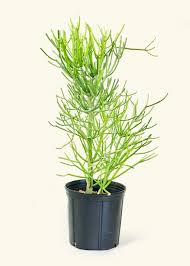 Image result for Euphorbia tirucalli