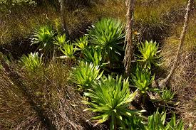 Image result for Lobelia mildbraedii