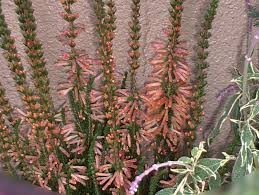 Image result for Erica