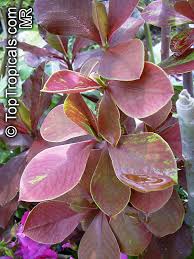 Image result for Euphorbia grantii
