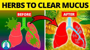 5 Herbs For Lung Health, Clearing Mucus, Copd, And Killing Viruses - Youtube