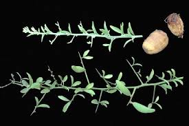 Image result for Balanites aegyptiaca