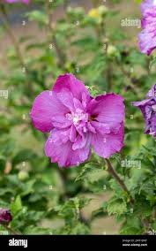 Image result for Hibiscus syriacus Violet Clair Double