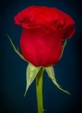 Obituary information for Susan M. Cheadle