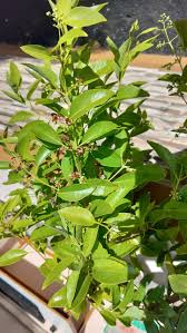 Image result for Ochna barbosae