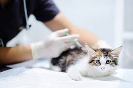 Maybe you would like to learn more about one of these? Cat Vaccination Schedule What You Need To Know Cordova Vet