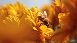 Maybe you would like to learn more about one of these? 31 Best Bee Movie Quotes You Have To Read By Kidadl