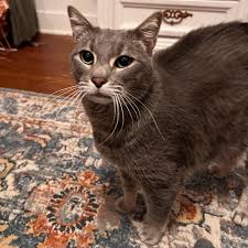 ✨ Long-Term Resident Spotlight: Meet Louie! ✨ Louie has been with us since  August 2024, patiently waiting for a forever home. He's 5 years old, and we  would love for him to