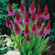 Orchideenprimel Im Ca 9 Cm Topf Online Kaufen Bei Gartner Potschke Orchideen Gartenschirme Exotische Blumen