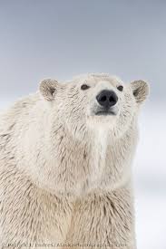 Polar Bear Portrait Alaskaphotographics Com Polar Bear Bear Bear Pictures