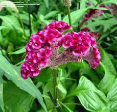 Plantfiles Pictures Cockscomb Cristata Group Bombay Purple Celosia Argentea Var Cristata By Panamoncreel Flower Art Plants Flowers