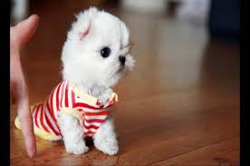 Teacup Maltese Quick Facts About The Adorable Designer Dog