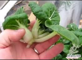 Cơ sở trại giống sương sâm chuyên sản xuất, phân phối các loại cây giống, hạt giống sương sâm, lá. Suong Sam Long Yanang Jelly Seeds Satisfaction 100
