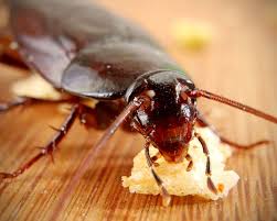 May 10, 2018 · drain flies are small—measuring an eighth of an inch, which is about the size of a fruit fly or a gnat (it's easy to confuse them, as a matter of fact). Are There Bugs In High Rise Apartments Here S Our Experience So Far