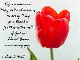 Bible seeker lessons for adults & family. Bible Quotes On Blooming Red Tulip Flower Background Card With Text Sign For Believers Inspirational Verse Thoughts Stock Photo Picture And Royalty Free Image Image 147720774