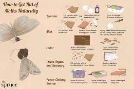(in nature, the larvae feed on the nesting materials or carcasses of. How To Get Rid Of Moths Naturally