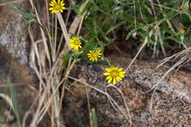 Image result for Hirpicium