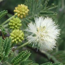 Image result for Acacia luederitzii
